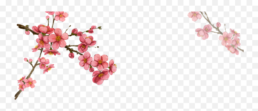 Korean Cherry Blossom Png Transparent - Korean Flower Emoji,Cherry Blossom Png
