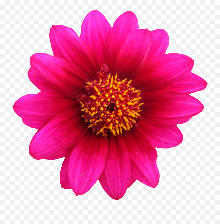 Flower Flor Flores Floral Clipart Clip - Real Transparent Background Flower Png Emoji,Flores Png