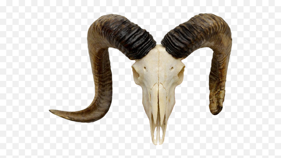 Goat Horns Png Banner Freeuse - Goat Skeleton Png Full Emoji,Horns Png