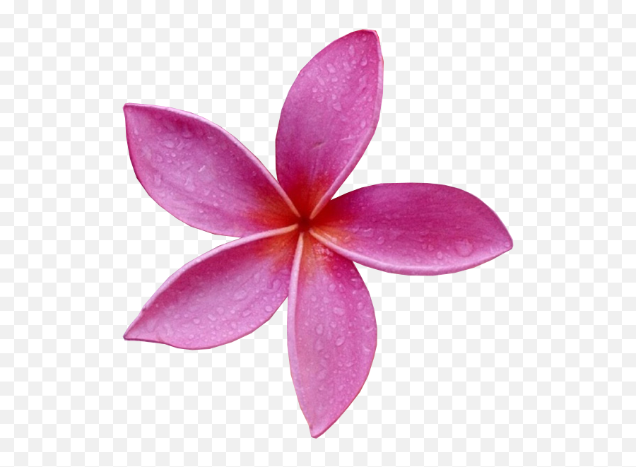 Pink Flower - Flor Rosa Png Primavera Emoji,Pink Flower Png