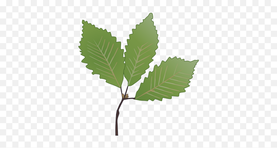 Oak Tree Leaf - Quercus Montana Leaf Emoji,Oak Leaf Clipart