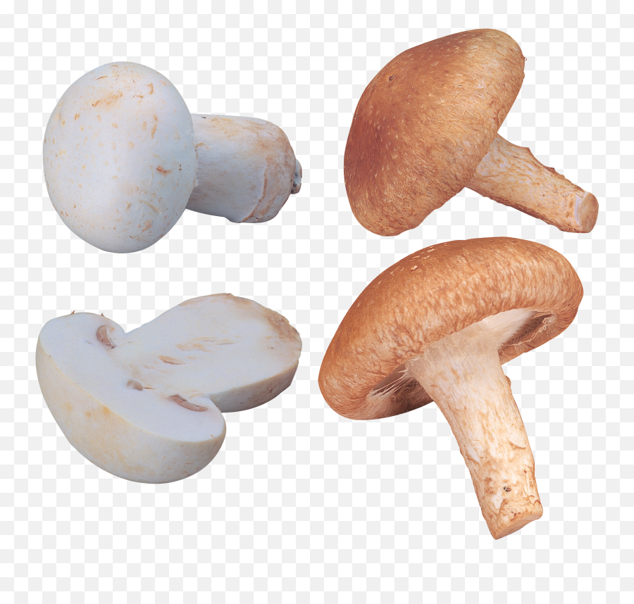 Mushroom Icon Clipart 72189 - Web Icons Png Emoji,Fungus Clipart