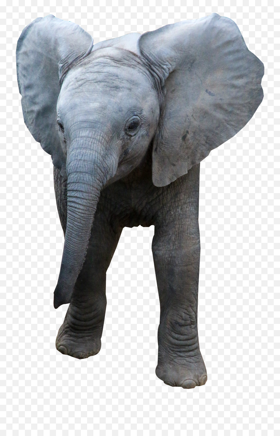 Elephant Png Transparent Image - Pngpix Emoji,Elephants Png