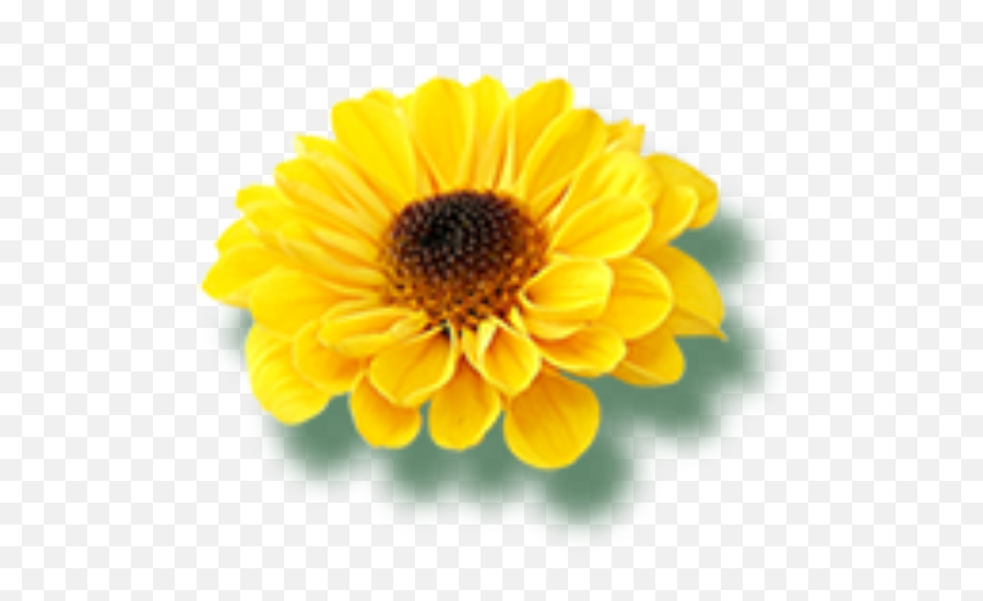 Daisy Sunflower Bloom Sticker By Bibek Kumar Shah Emoji,Sunflower Vector Png