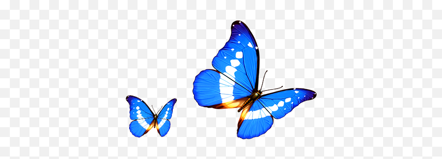Free Transparent Butterfly Png Download - Transparent Background Cartoon Butterfly Png Emoji,Butterfly Transparent Background