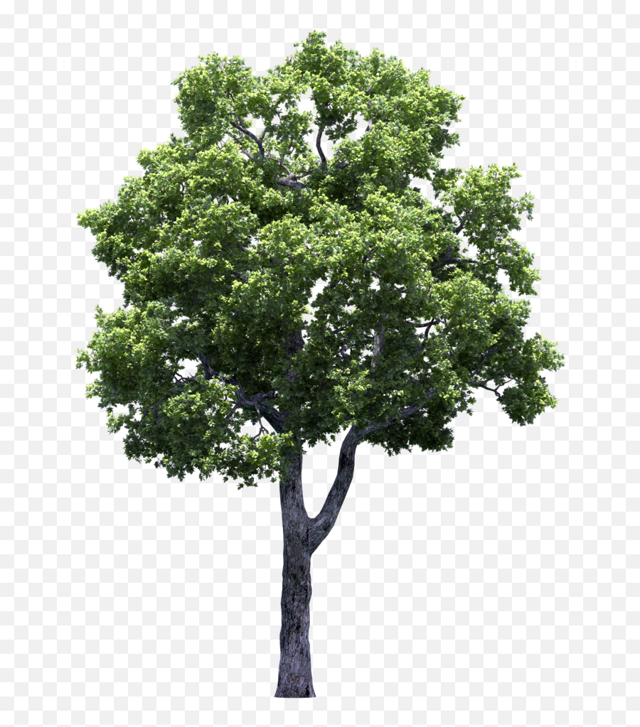 Download Growing Fruit Trees Vines Tree And Shrubs By The - Tree Emoji,Tree Transparent