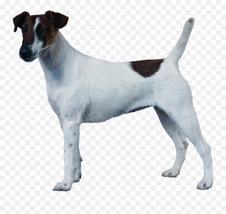 Dog Png Alpha Channel Clipart Images - Png Download Transparent Background Dog Run Png Emoji,Dog Transparent Background