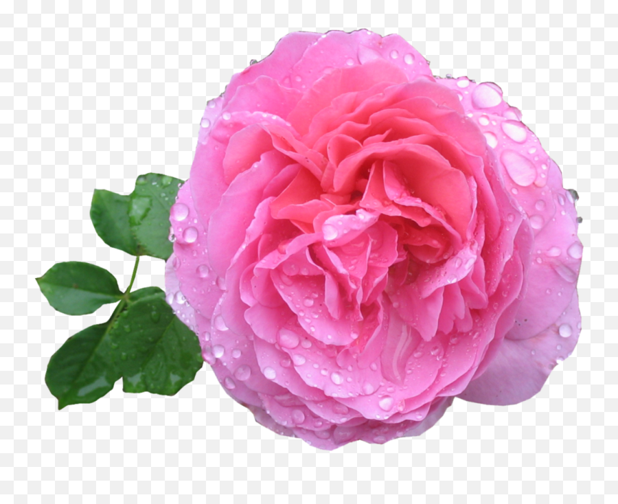 Pink Rose Png Hd - Pink Rose Hd Png Emoji,Pink Flower Png
