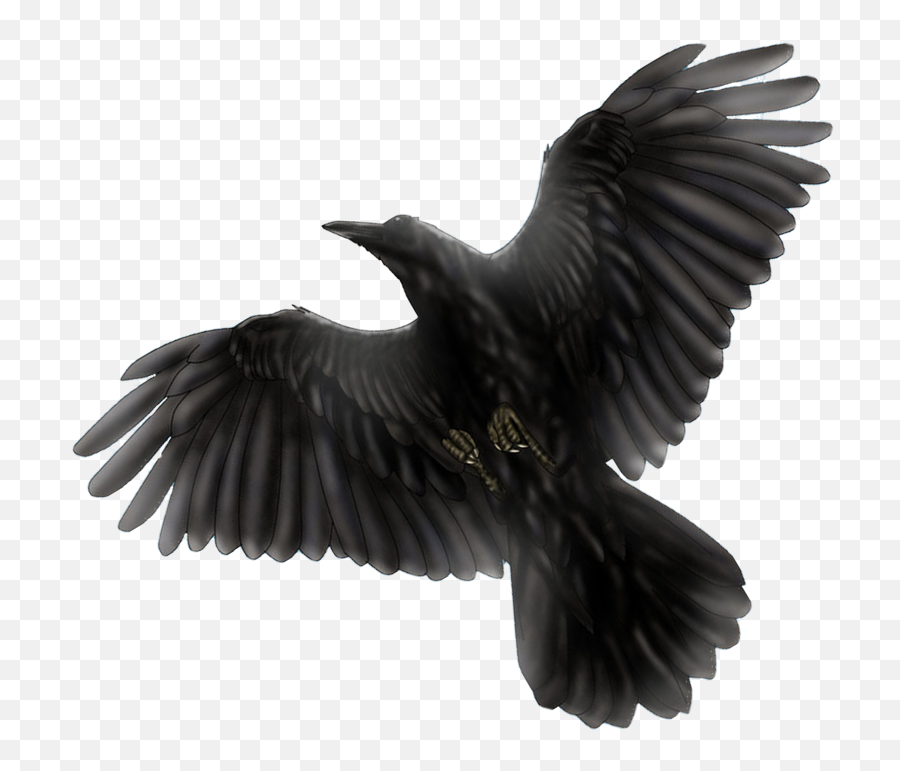 Download Black Bird Flying Drawing - Black Bird Transparent Black Bird Drawing No Background Emoji,Bird Transparent