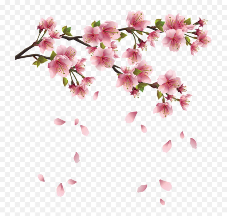 Transparent Background Cherry Blossoms - Cherry Blossom Transparent Emoji,Cherry Blossom Png