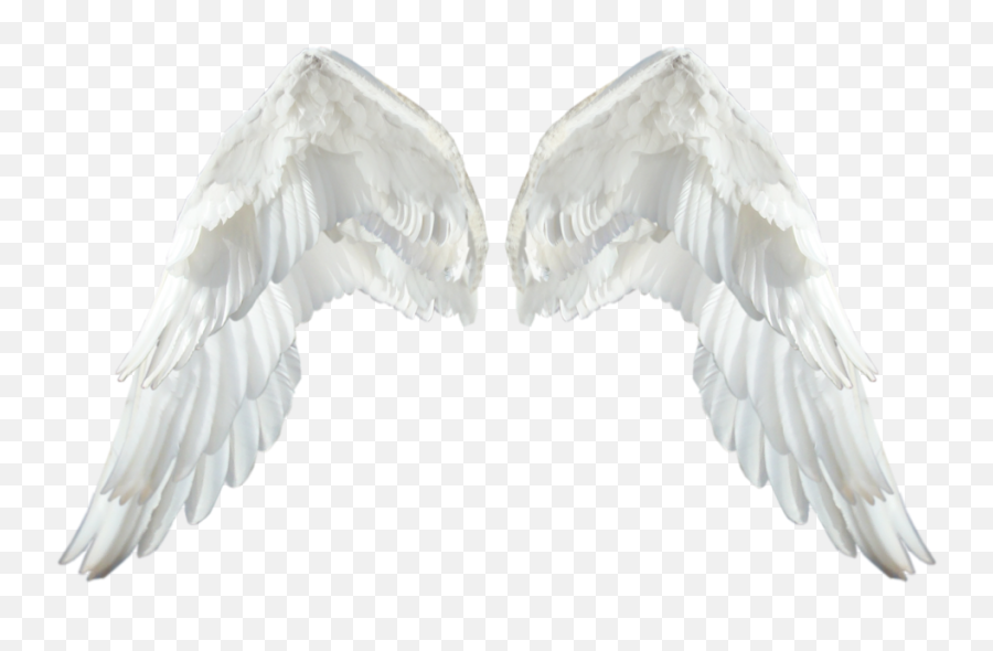 Realistic Angel Wings Transparent Png - Realistic Angel Wings Png Emoji,Angel Wings Png