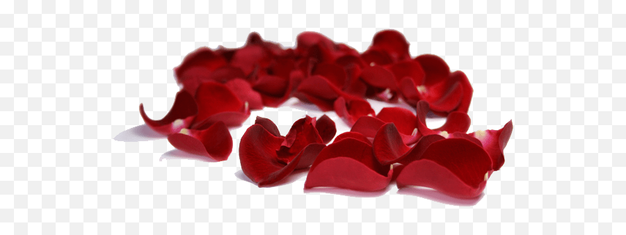 Bag Of Fresh Red Rose Petals - Petal Rose Png Transparent Emoji,Rose Petal Png