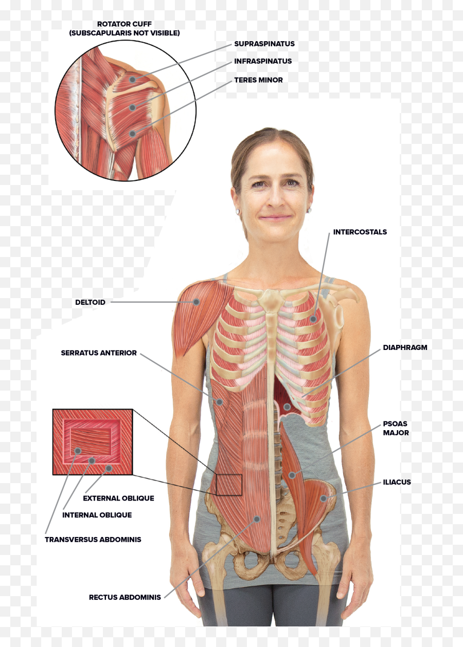 Yoga For Spine Mobility Anatomy Of The Spine And Rib Cage - Rib Cage Muscles Emoji,Rib Cage Png