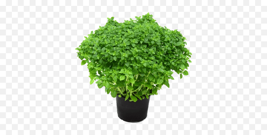 Download Herbs Free Png Transparent Image And Clipart - Transparent Herb Plant Png Emoji,Herbs Clipart