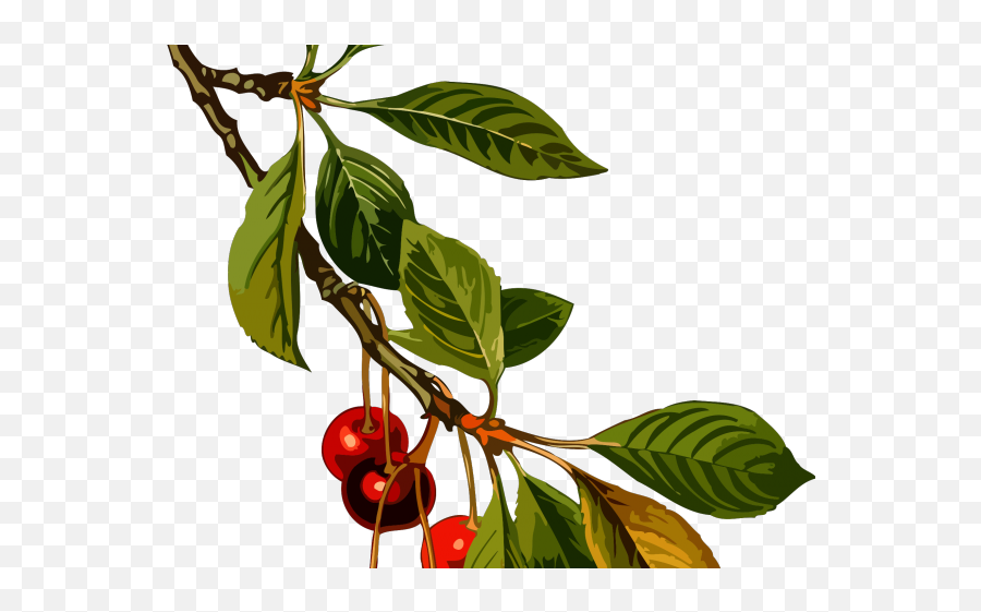 Cherry Clipart Sour Cherry - Cherry Botanical Illustration Sour Cherry Emoji,Cherry Clipart