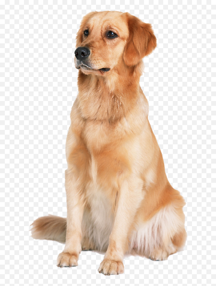 Download Golden Labrador Dog Cat Puppy Labradoodle Retriever Emoji,Labrador Retriever Clipart