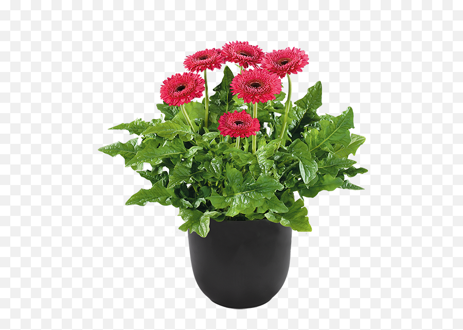 Flower Pot Png Hd Images U2013 Free Png Images Vector Psd Emoji,Flower Pot Clipart