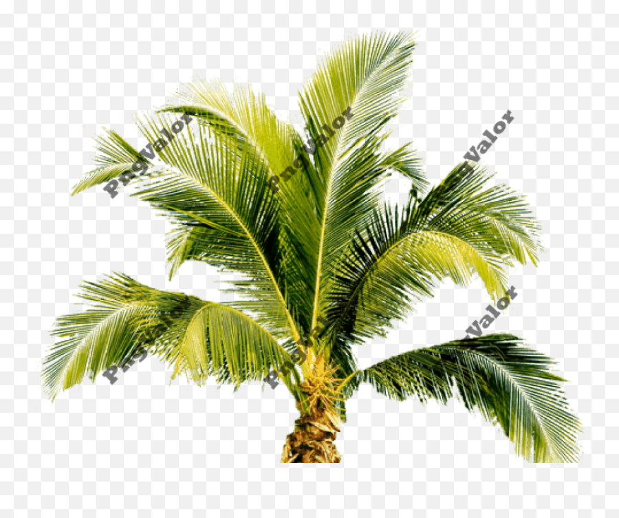 Palm Tree Png Icon Favicon - Palm Tree Png Emoji,Palm Tree Png