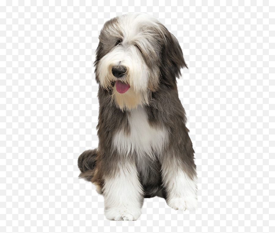 Dog Icon Transparent Emoji,Dog Transparent Background
