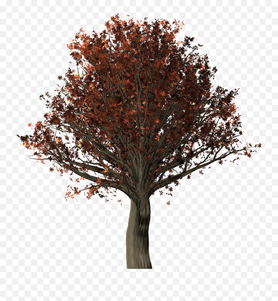Tree Oak Oak Tree Quercus Png - Oak Emoji,Oak Tree Png
