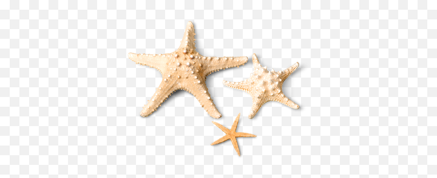 Download - Starfish Emoji,Star Fish Png