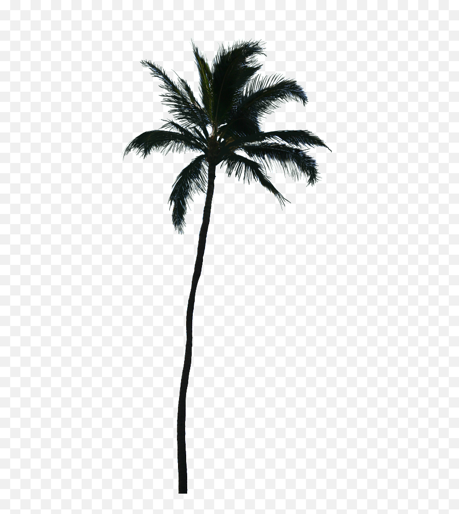 White Palm Tree Png - Palm Tree Los Angeles Silhouette Emoji,Palm Tree Png