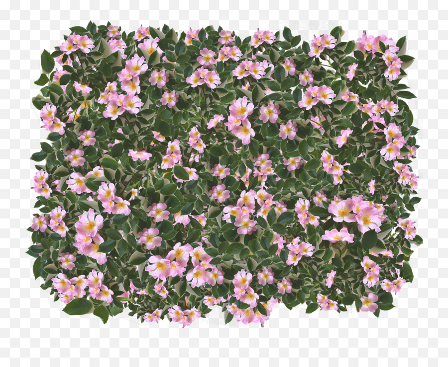 Pink Flowers Leaves - Free Photo On Pixabay Long Leaves And Pink Flowers Png Emoji,Pink Flowers Png