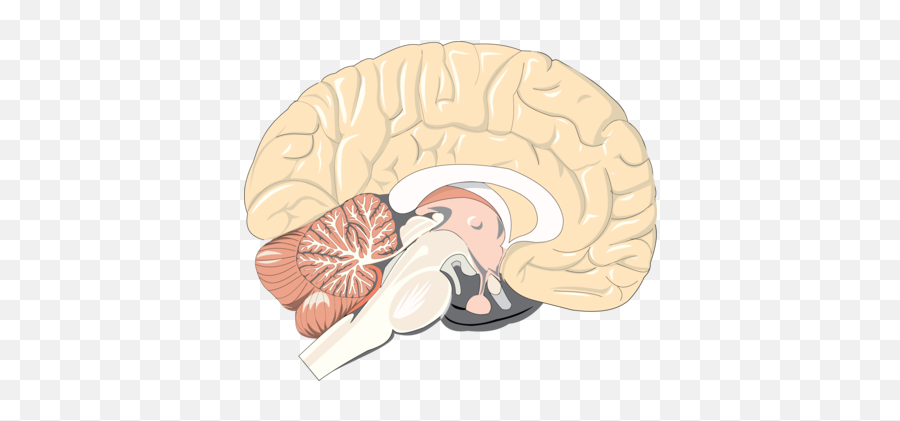 Human Brain Photo Background Transparent Png Images And Svg - Brain Cross Section Png Emoji,Brain Transparent Background