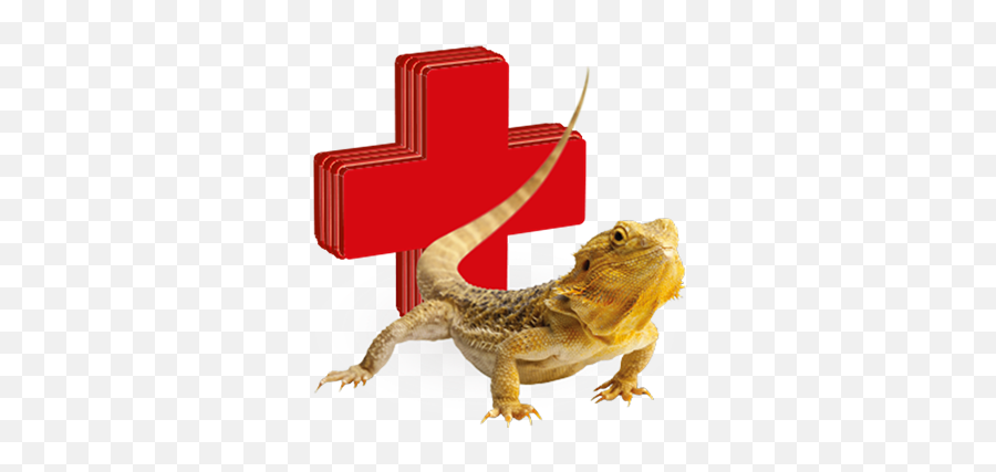 Bearded Dragon Owners Information Center - All You Need To Know Lizard Png Transparent Emoji,Bearded Dragon Png
