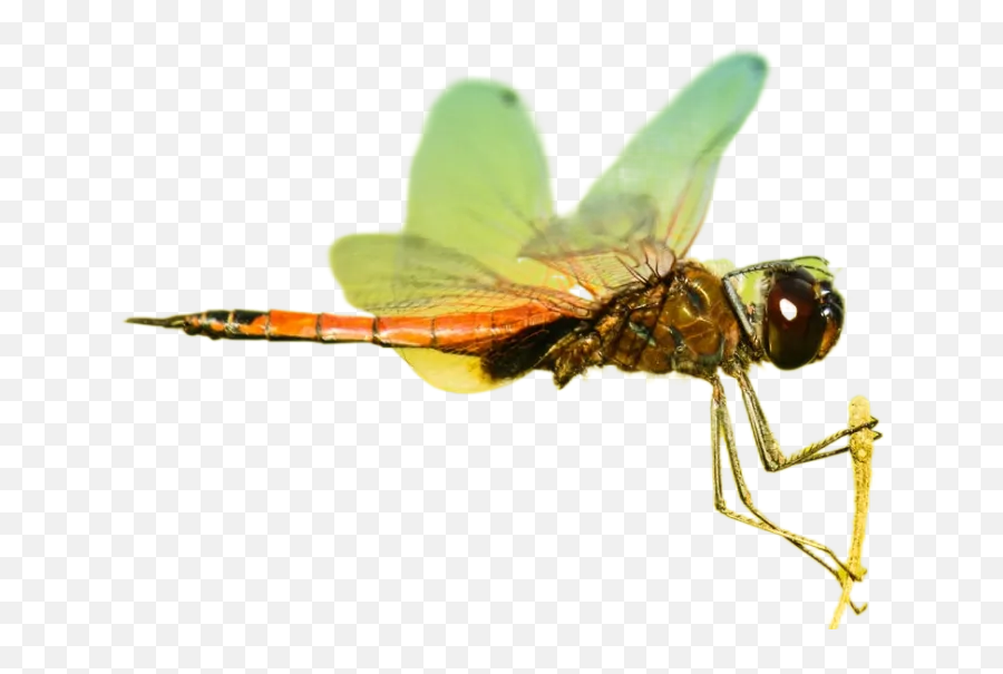 Best 15 Mosquito Images Hd Free Download Transparent Emoji,Dragonfly Transparent Background