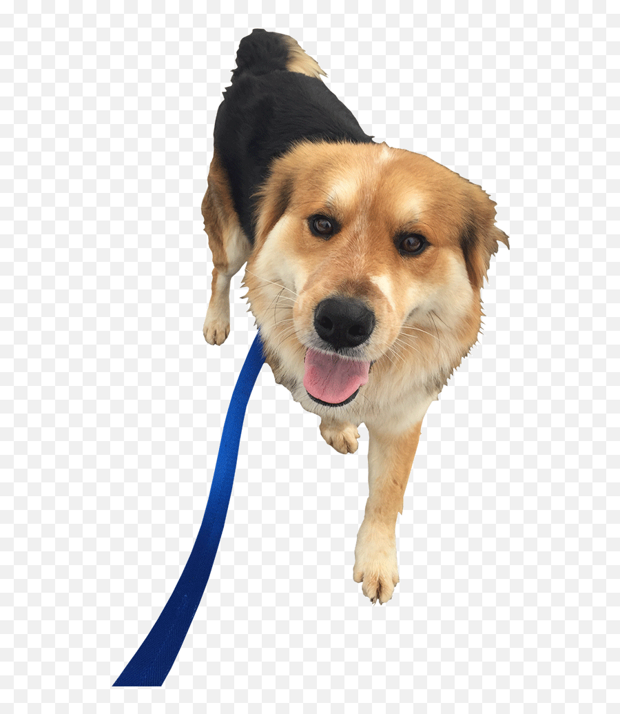Download Dog Walking Png Png Image With No Background Emoji,Dog Walking Png