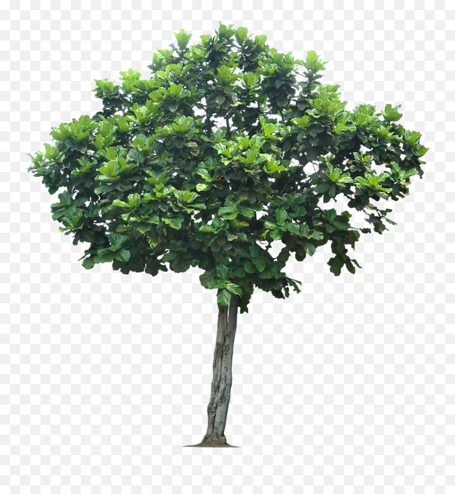 Download Jungle Tree Transparent Hq Png Image - Transparent Rainforest Trees Png Emoji,Tree Transparent