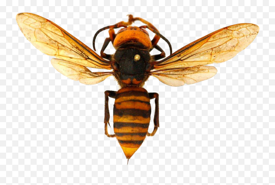 Murder Hornet Png Transparent Images Png All - Does A Killer Hornet Look Like Emoji,Hornet Clipart