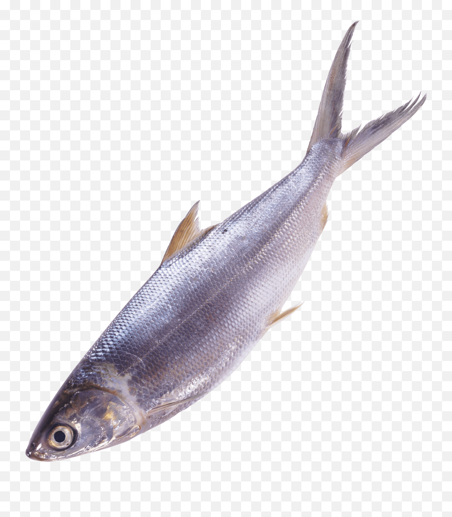 11 Fish Ideas Fish Png Images Png - Fish Png Hd Emoji,Seafood Clipart
