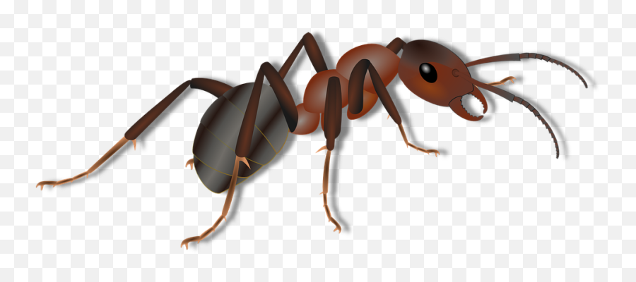 Download Ant Clipart Png Png Image With - Clipart Ant Png Emoji,Ant Clipart