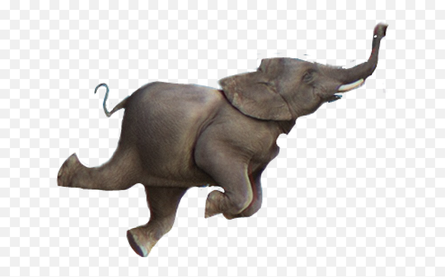 Elephant Trunk Png - Indian Elephant 1905972 Vippng Emoji,Elephant Head Png