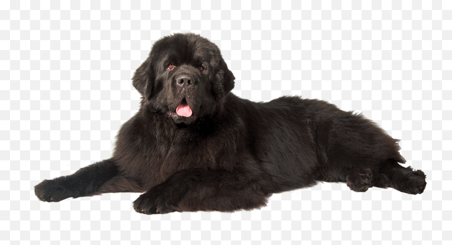 Dog Png - Newfoundland Dog Png Emoji,Dog Transparent Background
