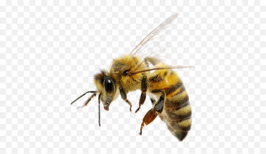 Bee Png - Transparent Background Bee Png Emoji,Bee Png