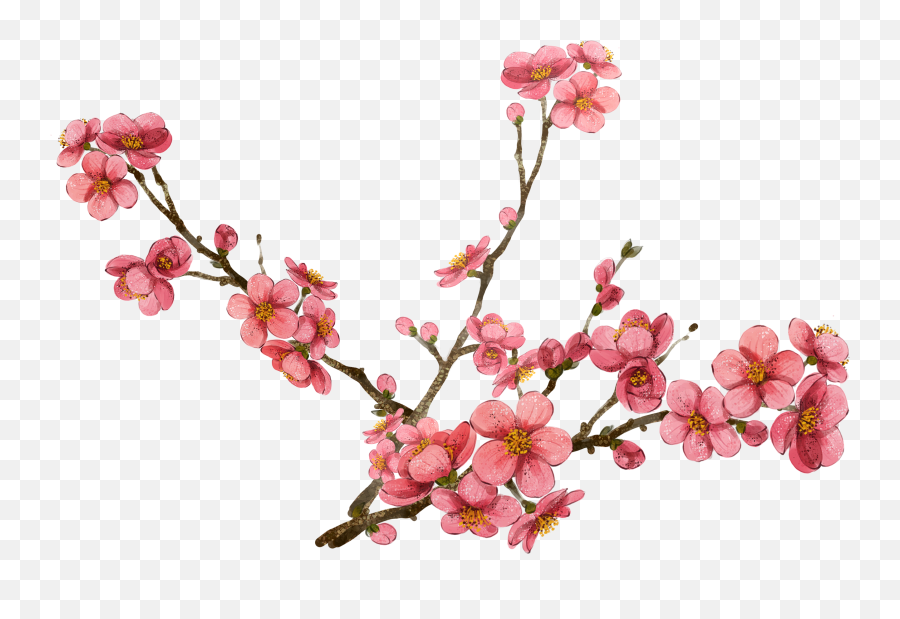 Cherry Blossom Clipart - Plum Blossom No Background Emoji,Cherry Blossom Png