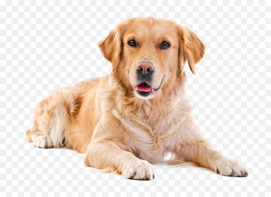 Labrador Png Photos Svg Clip Arts Download - Download Clip Emoji,Labrador Retriever Clipart