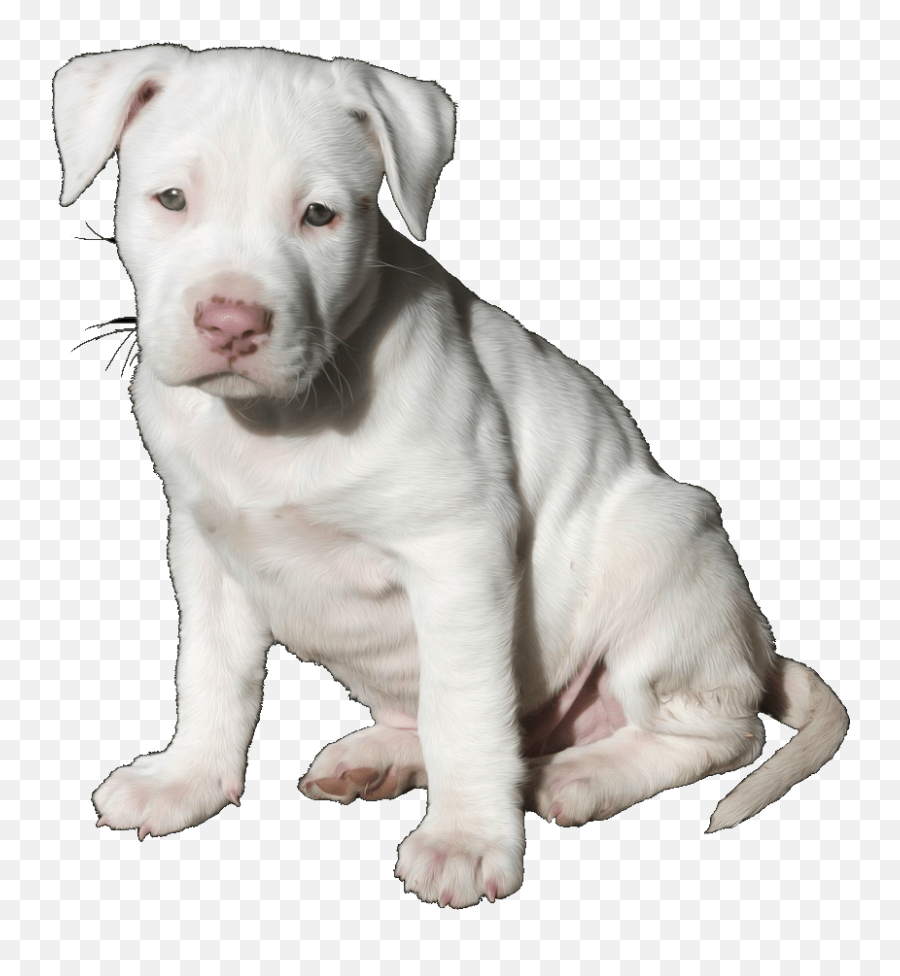 Pit Bull Pup Trans - Cute White Pitbull Puppy Full Size Emoji,Pit Bull Png