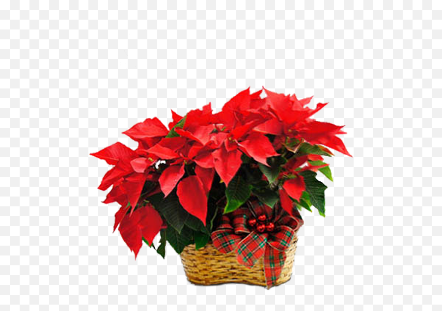 Download Double Poinsettia - Poinsettia Png Image With No Emoji,Poinsettia Transparent Background