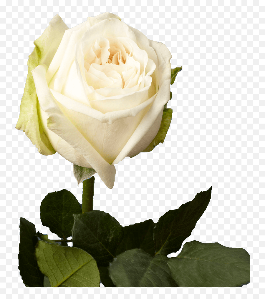 White Wedding Garden Roses Globalrose Emoji,White Rose Transparent Background