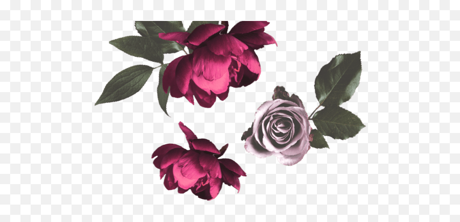 Mor Boutique Valentineu0027s Day Love Blossoms Gifts Under 70 Emoji,Gardenia Clipart