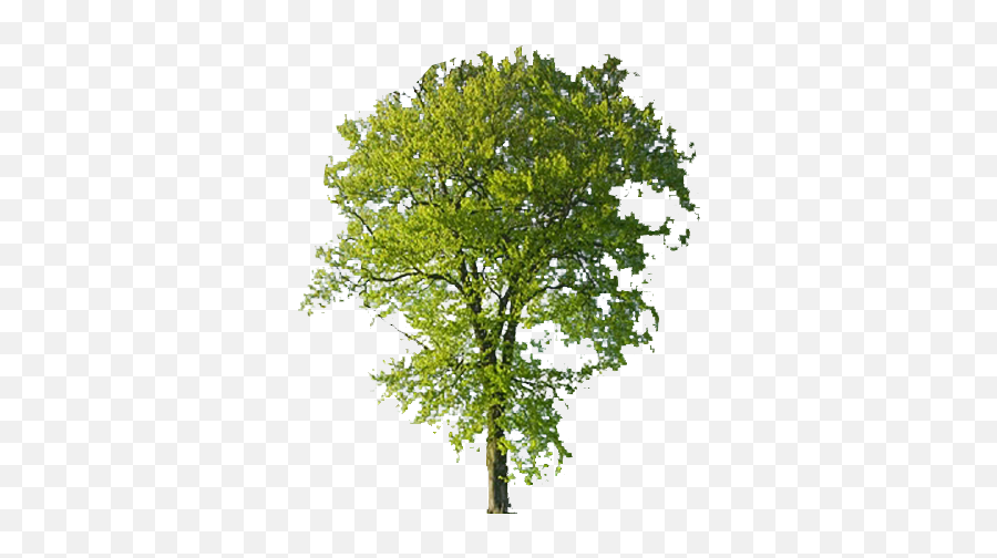 Beech Tree Transparent Background Free Png Images - Beech Tree Transparent Background Emoji,Tree Transparent