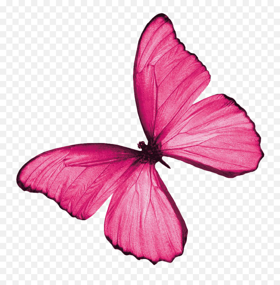 Real Pink Butterfly Png Image Background Png Arts - Color Pink Things Clipart Emoji,Pink Png