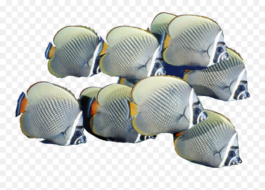 Fish Image Png Transparent Background Free Download 26355 - Transparent Background School Of Fish Png Emoji,Fish Transparent Background