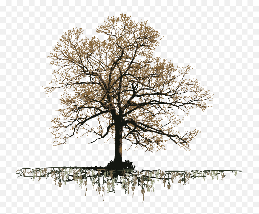 Grand Old Oak Tree - Old Oak Tree Png Emoji,Oak Tree Png