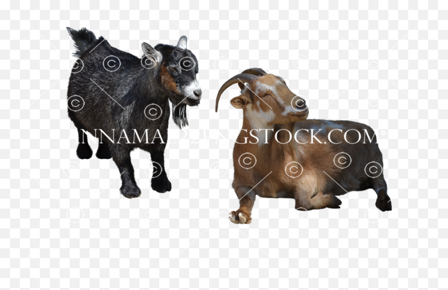 Goats - Farm Animal Png Stock Photo 0010 303 Transparent Image Emoji,Goat Transparent Background