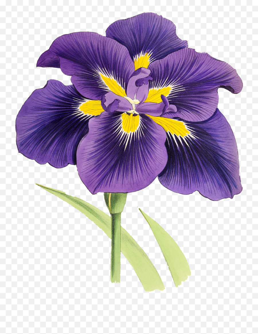 Lily Flower Plant Blossom Bloom Png Picpng Emoji,Iris Flower Clipart